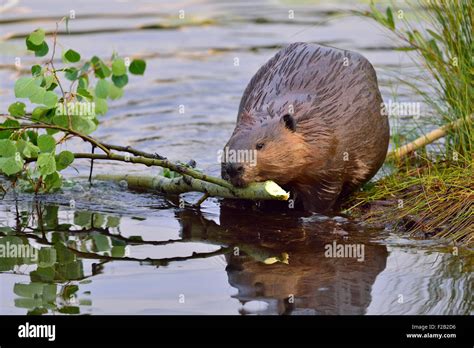 Beaver Eating Tree