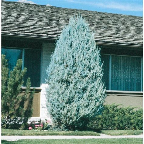 9.64-Gallon Moonglow Juniper Accent Shrub in Pot (L5506) at Lowes.com