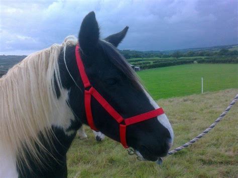 Field Safe Safety Head Collar - Westernway Tack