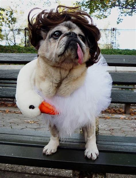 The 25 Insanely Funny Dog Costumes Ever