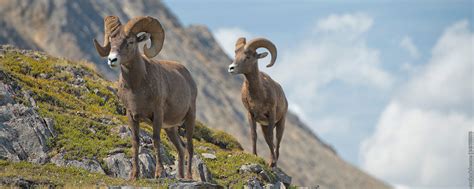 Bighorn Sheep Hunting