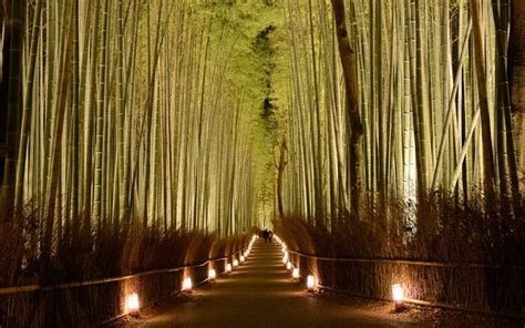 Kyoto Arashiyama Night Walk ~Sky Lantern & Bamboo forest