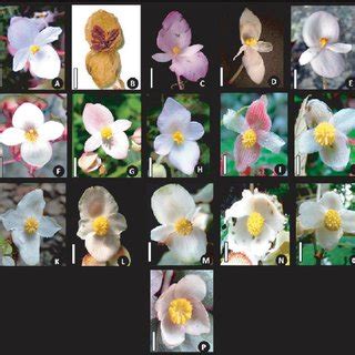 (PDF) Male flower and androecium morphology of Begonia species in Nepal.