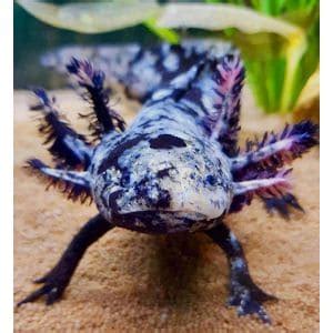 Tank Mates for Enigma Axolotls | Trending Breeds