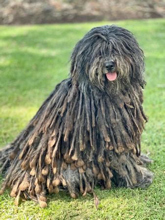 Bergamasco Shepherd Dog Breeders, QLD