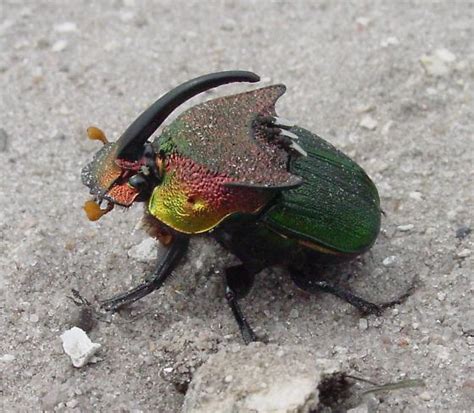 Rainbow Scarab Beetle: Identification, Life Cycle, Facts & Pictures