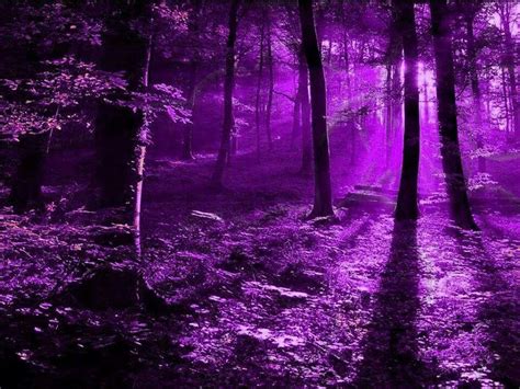 Purple Forrest | Purple aesthetic, Purple trees, Purple wallpaper