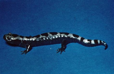 Ambystoma opacum (Marbled salamander) - Michigan Natural Features Inventory