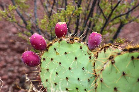 Cannundrums: Engelmann's Prickly Pear Cactus