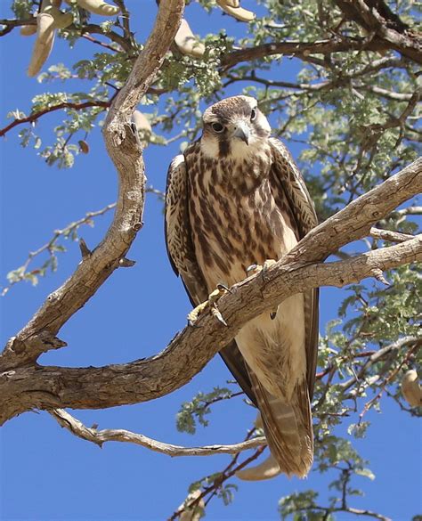 lanner-falcon-sub-adult- – BirdLife eThekwini KZN