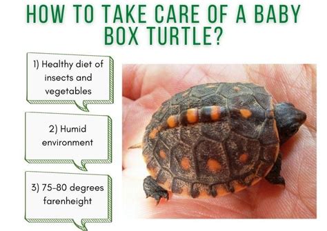 How To Take Care Of A Baby Box Turtle? - TurtleHolic