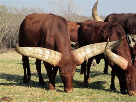 Completely natural horns of Ankole bulls : r/interestingasfuck