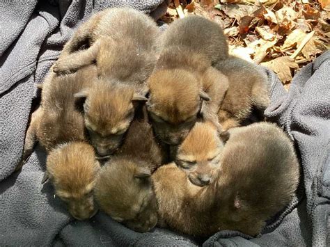 Check out this pawesome litter of endangered red wolf pups : NPR