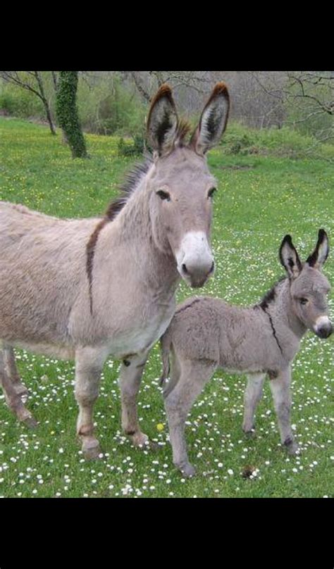 Amazon.com: Baby Donkey Wallpaper -- HD Wallpapers of Baby Donkeys!: Appstore for Android