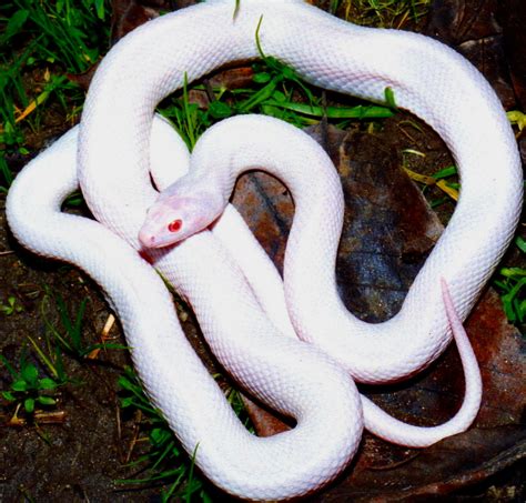 Amazing Photographs Of Albino Animals ~ Awesome New Gift Ideas