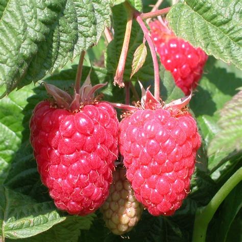 Buy raspberry - summer fruiting raspberry 'Cascade Delight'