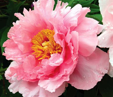 pink peony flower – The Beauty Shortlist