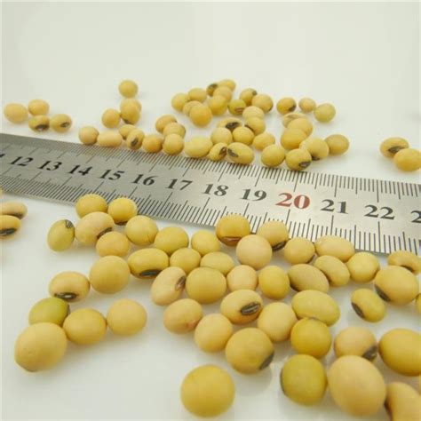 high protein Soybean soy beans - Manufacturers, Suppliers, Exporters & Importers from ...