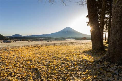 Mount Fuji Sunrise stock image. Image of ginkgo, majestic - 85754269