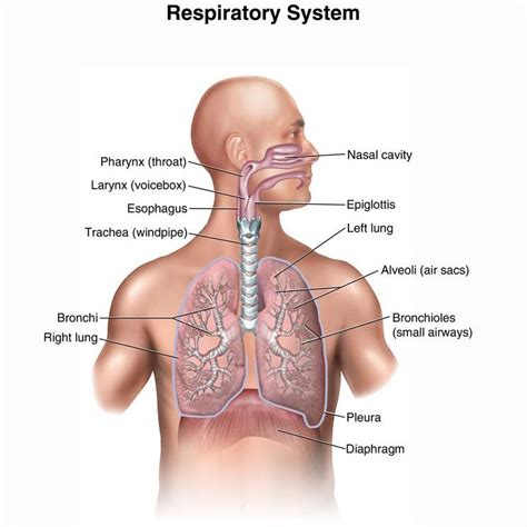 Healthy and Fit: Pleurisy Symptoms Signs