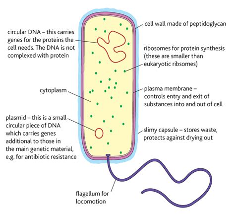 Bacterial cell structure | Year 12 Human Biology