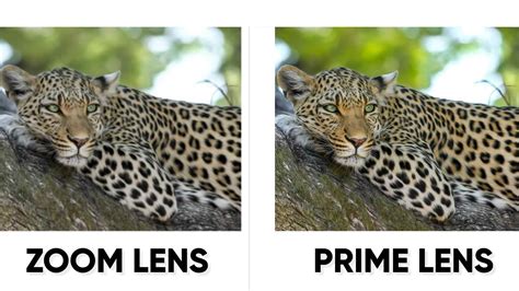 How to Choose the Best Wildlife Camera Lens? - Tech Inspection