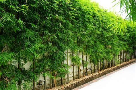 Privacy Screening | Bamboo Plants HQ