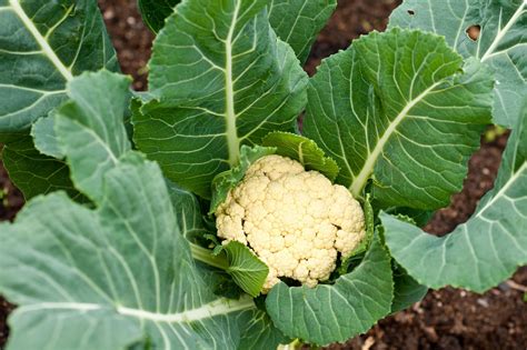 Cauliflower | Nutrition, Health Benefits, Recipes | Britannica