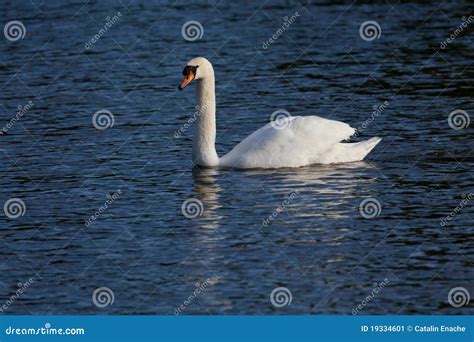 White swan on lake stock image. Image of water, waterline - 19334601