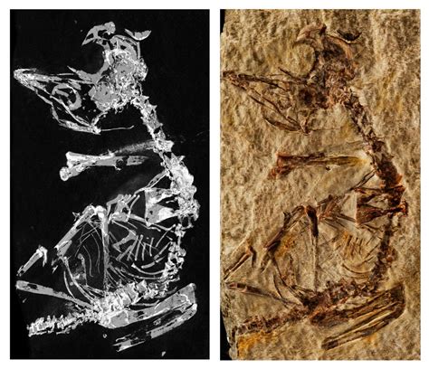 Bird Fossil Could Shed New Light on Dinosaur Era - Research & Development World