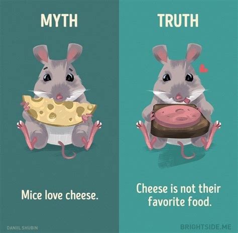 Learn the Truth About Common Animal Myths From These Informative Illustrations | Động vật, Sự ...