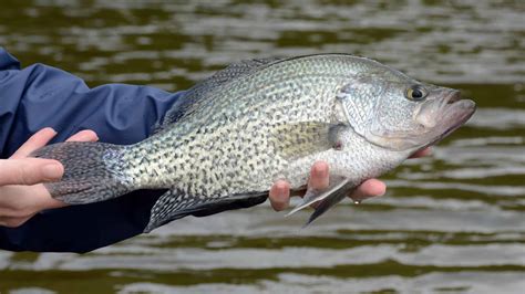 White Crappie vs. Black Crappie: Key Differences - AZ Animals