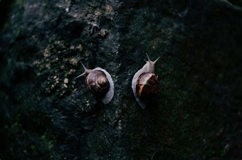 Free Photo: Two Roman Snails on a Walk