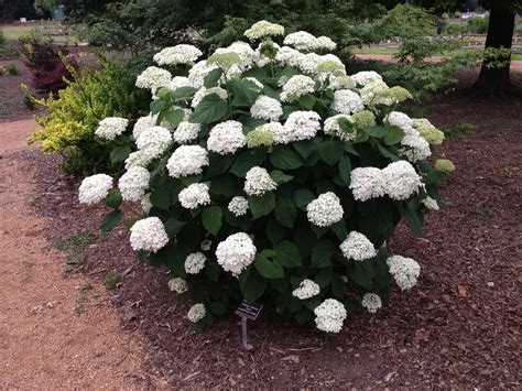 Incrediball Hydrangea | galleryhip.com - The Hippest Galleries!