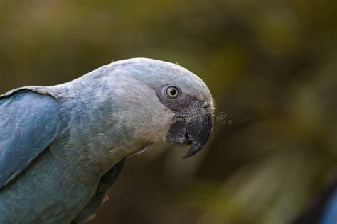 The Spix`s macaw stock photo. Image of rope, tropical - 184585668