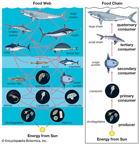 Food web | Definition, Ecosystem, Food Chain, & Examples | Britannica