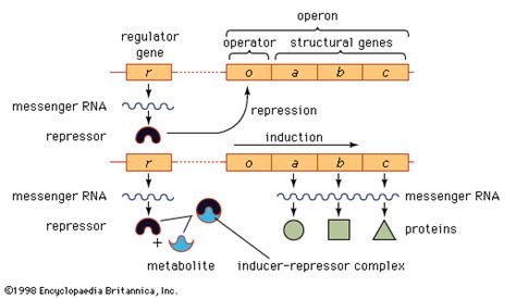 Operon | DNA, RNA & Protein Regulation | Britannica