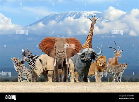 Group of African safari animals together on Kilimanjaro mount background Stock Photo - Alamy