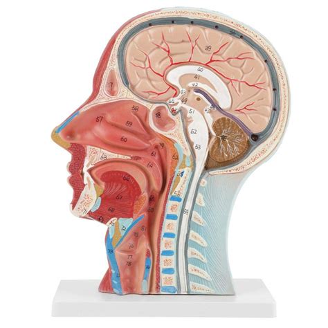 Anatomical Head Model, Anatomical Human Anatomical Half Head and Face Anatomy Medical Brain Neck ...