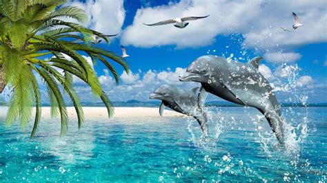 Cool Dolphin Wallpapers - Top Free Cool Dolphin Backgrounds - WallpaperAccess