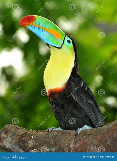 Rainbow Toucan Royalty Free Stock Photography - Image: 14585757