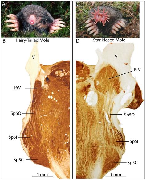 Skin Mole Anatomy