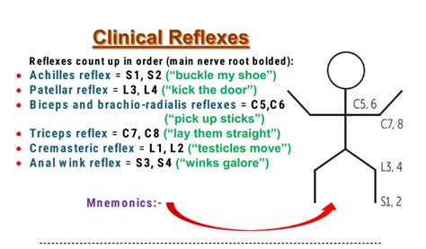 Deep Tendon Reflexes - Nerve root value - Mnemonics