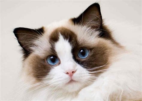 List Of Top 10 Cat Breeds - KittyCatz