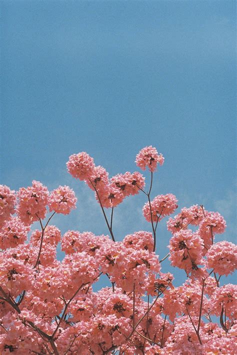 Cute Pink Flowers Background