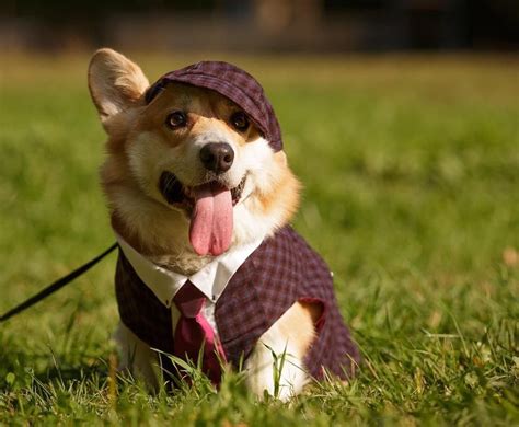 16 Perfect Halloween Costumes For Your Corgi | Cute dog costumes, Dog ...