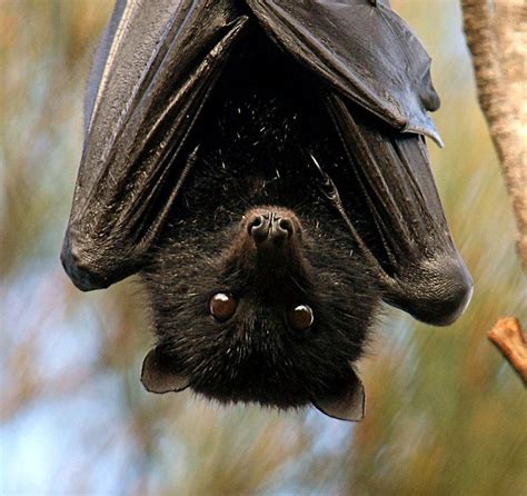 Black flying fox - Alchetron, The Free Social Encyclopedia