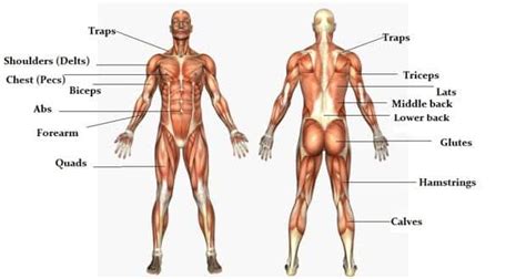 The massive muscle anatomy and body building guide you always wanted ...