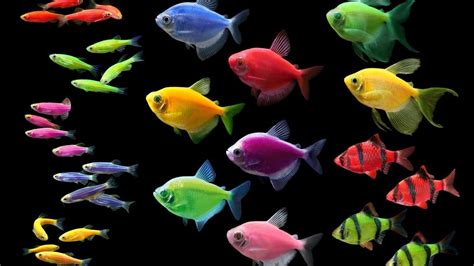 Austin company behind glow-in-the-dark fish in pet stores sells IP for $50 million Colorful Fish ...