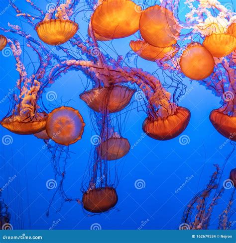 Magnificent Exotic Jellyfishes in an Aquarium Stock Photo - Image of jellyfish, aqua: 162679534